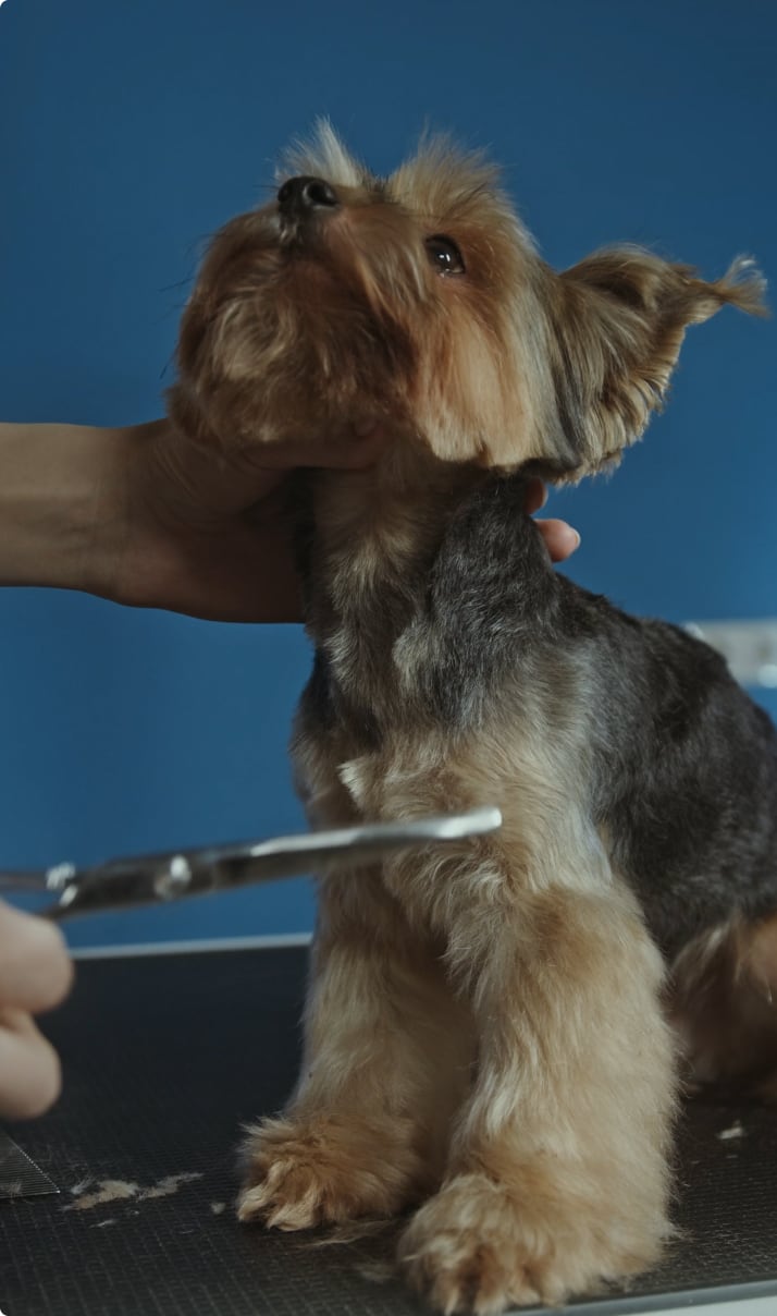 Dog with a fresh haircut