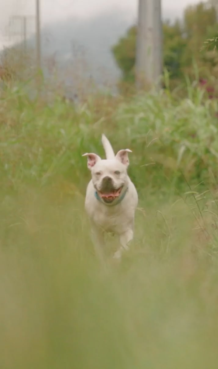 Dog running in a field