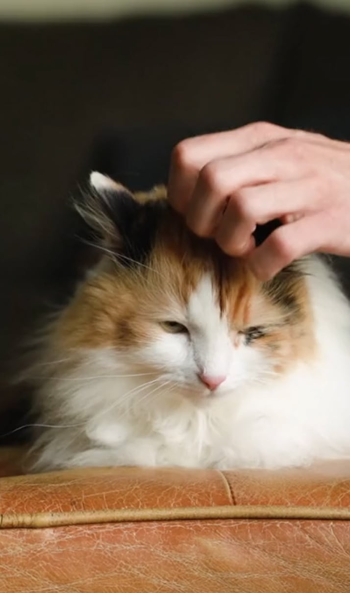 Cat being petted
